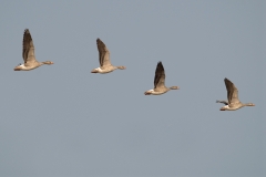 Grauwe gans_HBO3429