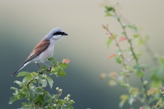 Grauwe klauwier; red-backed shrike; lanius collurio