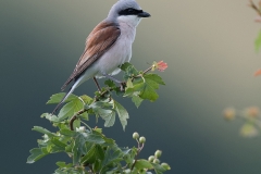 Grauwe klauwier; red-backed shrike; lanius collurio