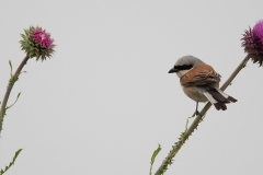 Grauwe klauwier; red-backed shrike; lanius collurio