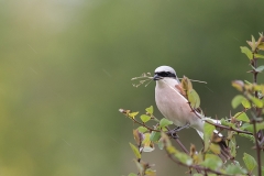 Grauwe klauwier; red-backed shrike; lanius collurio