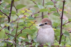 Grauwe klauwier; red-backed shrike; lanius collurio