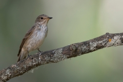 Grauwe Vliegenvanger;Spotted Flycatcher;Muscicapa striata