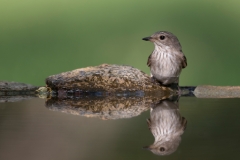 Grauwe Vliegenvanger;Spotted Flycatcher;Muscicapa striata