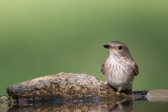 Grauwe Vliegenvanger;Spotted Flycatcher;Muscicapa striata