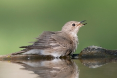 Grauwe Vliegenvanger;Spotted Flycatcher;Muscicapa striata