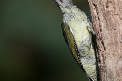 Groene-specht_HB41321