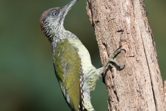 Groene-specht_HB41338jpg