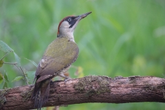Groene-specht_HB49172