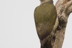 Groene-specht_HB56273