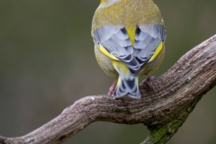 groenling_HBN1371