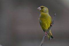 groenling_HBN3942