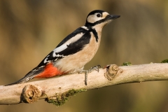 Grote bonte specht 0868