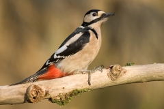 Grote bonte specht 0869