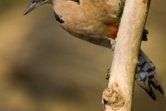 Grote bonte specht 0870