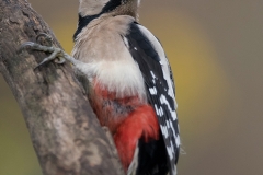 Grote-bonte-specht;-Great-Spotted-Woodpecker_HB59159-kopiëren