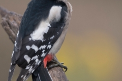 Grote-bonte-specht;-Great-Spotted-Woodpecker_HB59183-kopiëren