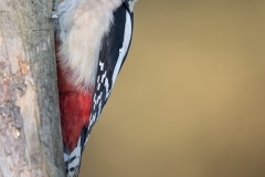 Grote-bonte-specht_HB59756