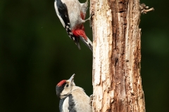 Grote bonte specht_HBN0081