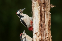 Grote bonte specht_HBN0087