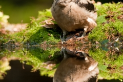 Grote bonte specht_HBN0129
