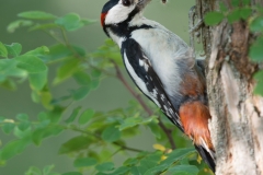 Grote Bonte Specht; Great Spotted Woodpecker; Dendrocopos major