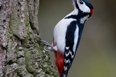 Grote bonte specht_HBN1235