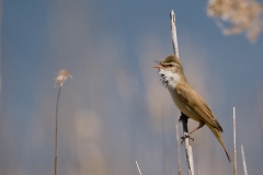 Grote karekiet_HBN5395