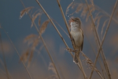 grote karekiet_HBN5496