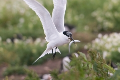 grote stern_HBN5775