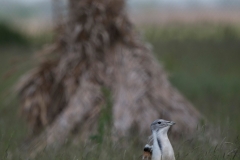 Grote Trap; Great Bustard; Otis tarda