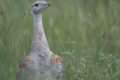 Grote Trap; Great Bustard; Otis tarda