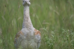 Grote Trap; Great Bustard; Otis tarda