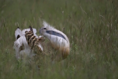 Grote Trap; Great Bustard; Otis tarda