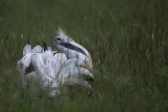Grote Trap; Great Bustard; Otis tarda