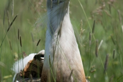 Grote Trap; Great Bustard; Otis tarda