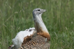 Grote Trap; Great Bustard; Otis tarda