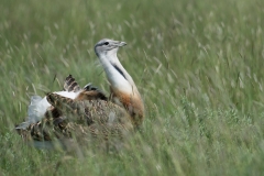 Grote Trap; Great Bustard; Otis tarda
