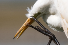 Grote zilverreiger