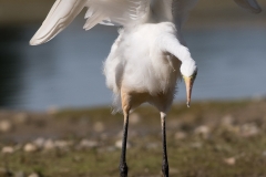Grote-zilverreiger-HBN6_HB56020