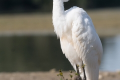Grote-zilverreiger-HBN6_HB56075