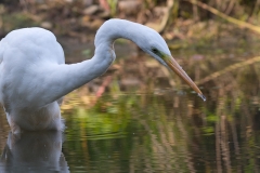 Grote-zilverreiger-HBN6_HB56078
