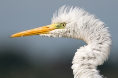 Grote-zilverreiger-HBN6_HB56161