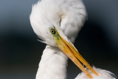 Grote-zilverreiger_HB56123