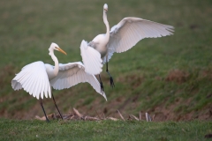 Grote zilverreiger_HBN4884