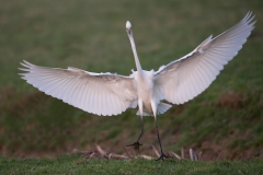 Grote zilverreiger_HBN4886