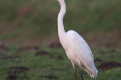 Grote zilverreiger_HBN4901