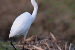 Grote zilverreiger_HBN4930