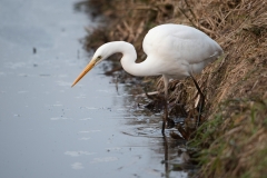 Grote zilverreiger_HBN4989