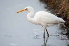 Grote zilverreiger_HBN5012